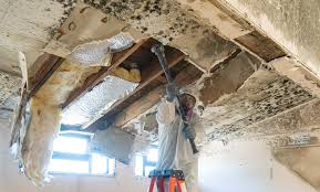 Trusted Zanesville, OH Mold Removal Experts